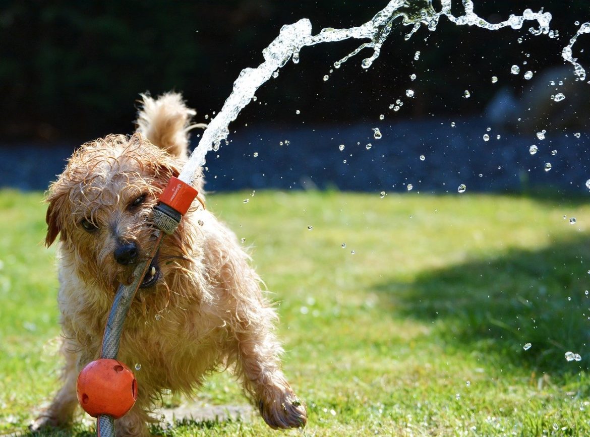 dog- playing with-house house with the water running