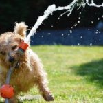 dog- playing with-house house with the water running