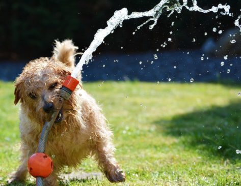 dog- playing with-house house with the water running